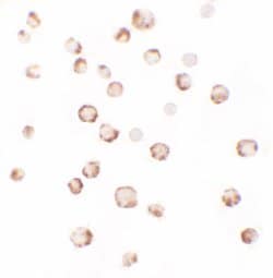 Invitrogen PHLPP2 Polyclonal Antibody 100 &mu;g; Unconjugated:Antibodies,