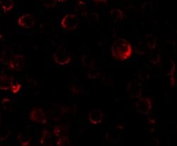 Invitrogen PHLPP2 Polyclonal Antibody 100 &mu;g; Unconjugated:Antibodies,