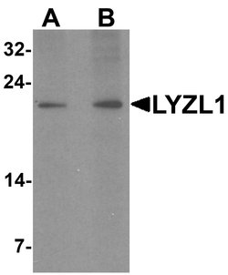 Invitrogen LYZL1 Polyclonal Antibody 100 &mu;g; Unconjugated:Antibodies,
