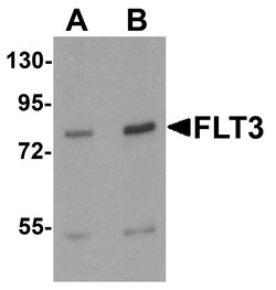 Invitrogen FLT3 Polyclonal Antibody 100 &mu;g; Unconjugated:Antibodies,