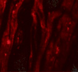 Invitrogen SHQ1 Polyclonal Antibody 100 &mu;g; Unconjugated:Antibodies,