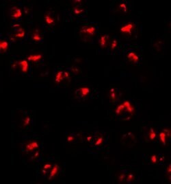 TNFAIP2 Polyclonal Antibody, Invitrogen 100 &mu;g; Unconjugated:Antibodies,