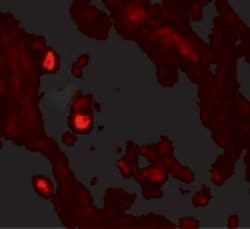 Invitrogen LNPEP Polyclonal Antibody 100 &mu;g; Unconjugated:Antibodies,