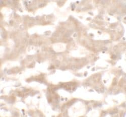 Invitrogen VNN3 Polyclonal Antibody 100 &mu;g; Unconjugated:Antibodies,