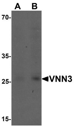 Invitrogen VNN3 Polyclonal Antibody 100 &mu;g; Unconjugated:Antibodies,