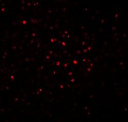 Invitrogen BATF Polyclonal Antibody 100 &mu;g; Unconjugated:Antibodies,