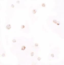 Invitrogen Pellino 1 Polyclonal Antibody 100 &mu;g; Unconjugated:Antibodies,