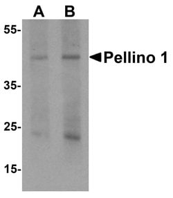 Invitrogen Pellino 1 Polyclonal Antibody 100 &mu;g; Unconjugated:Antibodies,