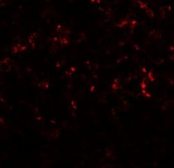 Invitrogen C/EBP delta Polyclonal Antibody 100 &mu;g; Unconjugated:Antibodies,