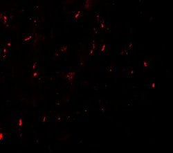 Invitrogen MYT1L Polyclonal Antibody 100 &mu;g; Unconjugated:Antibodies,