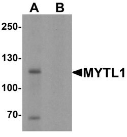 Invitrogen MYT1L Polyclonal Antibody 100 &mu;g; Unconjugated:Antibodies,