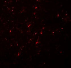 Invitrogen Neurogenin 2 Polyclonal Antibody 100 &mu;g; Unconjugated:Antibodies,