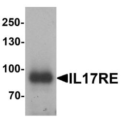 Invitrogen IL17RE Polyclonal Antibody 100 &mu;g; Unconjugated:Antibodies,