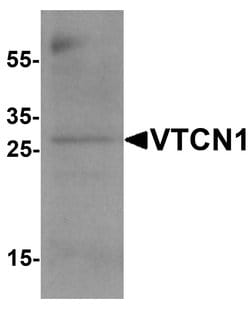 Invitrogen B7-H4 Polyclonal Antibody 100 &mu;g; Unconjugated:Antibodies,