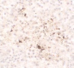 Invitrogen&trade;&nbsp;MCP-1 Polyclonal Antibody