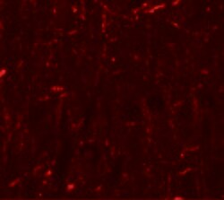 Invitrogen Cyclin T1 Polyclonal Antibody 100 μg; Unconjugated:Antibodies,