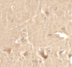 Invitrogen Cyclin T1 Polyclonal Antibody 100 μg; Unconjugated:Antibodies,