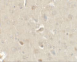 Invitrogen CCL4 Polyclonal Antibody 100 &mu;g; Unconjugated:Anticuerpos