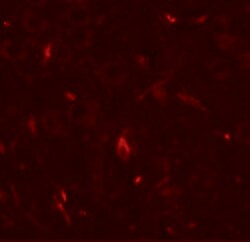 GRIP1 Polyclonal Antibody:Antibodies, Polyclonal