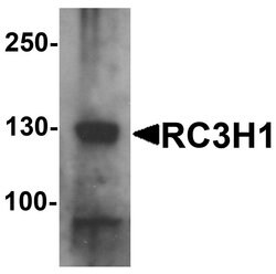 Invitrogen RC3H1 Polyclonal Antibody 100 &mu;g; Unconjugated:Antibodies,