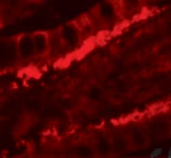 Invitrogen KREMEN1 Polyclonal Antibody 100 &mu;g; Unconjugated:Antibodies,