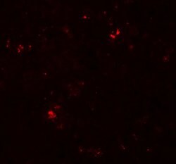 Invitrogen SDPR Polyclonal Antibody 100 &mu;g; Unconjugated:Antibodies,