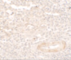 Invitrogen SDPR Polyclonal Antibody 100 &mu;g; Unconjugated:Antibodies,