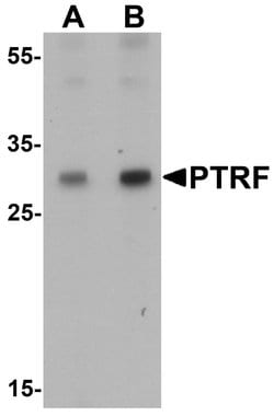 Invitrogen SDPR Polyclonal Antibody 100 &mu;g; Unconjugated:Antibodies,
