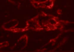 PTRF Polyclonal Antibody:Antibodies, Polyclonal