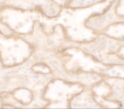 PTRF Polyclonal Antibody:Antibodies, Polyclonal