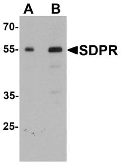 PTRF Polyclonal Antibody:Antibodies, Polyclonal