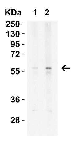 Invitrogen KREMEN2 Polyclonal Antibody 100 &mu;g; Unconjugated:Antibodies,