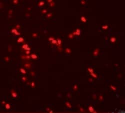 NUCB2 Polyclonal Antibody, Invitrogen 100 &mu;g; Unconjugated:Antibodies,