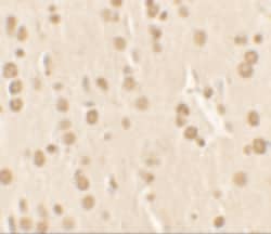 NUCB2 Polyclonal Antibody, Invitrogen 100 &mu;g; Unconjugated:Antibodies,
