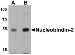 NUCB2 Polyclonal Antibody, Invitrogen 100 &mu;g; Unconjugated:Antibodies,