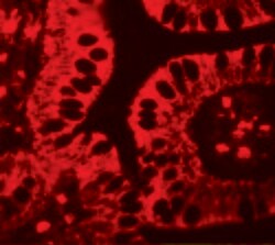 Invitrogen SHISA3 Polyclonal Antibody 100 &mu;g; Unconjugated:Antibodies,
