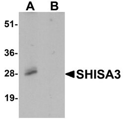 Invitrogen SHISA3 Polyclonal Antibody 100 &mu;g; Unconjugated:Antibodies,