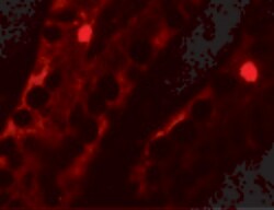 Invitrogen MTERFD2 Polyclonal Antibody 100 &mu;g; Unconjugated:Antibodies,