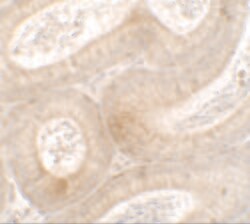 Invitrogen MTERFD3 Polyclonal Antibody 100 &mu;g; Unconjugated:Antibodies,
