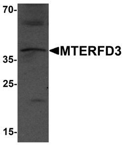 Invitrogen MTERFD3 Polyclonal Antibody 100 &mu;g; Unconjugated:Antibodies,
