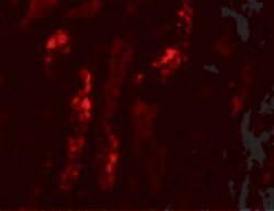 Invitrogen KANK1 Polyclonal Antibody 100 &mu;g | Buy Online | Invitrogen&trade; | Fisher Scientific