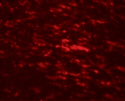 Invitrogen CISD2 Polyclonal Antibody 100 &mu;g; Unconjugated:Antibodies,