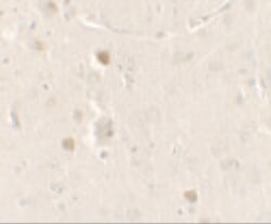 Invitrogen CISD2 Polyclonal Antibody 100 &mu;g; Unconjugated:Antibodies,