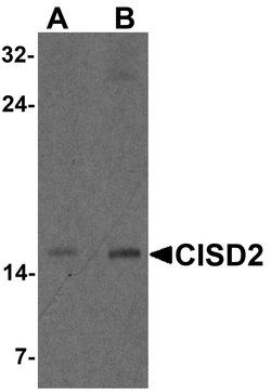 Invitrogen CISD2 Polyclonal Antibody 100 &mu;g; Unconjugated:Antibodies,