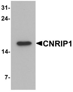 Invitrogen CNRIP1 Polyclonal Antibody 100 μg; Unconjugated:Antibodies,