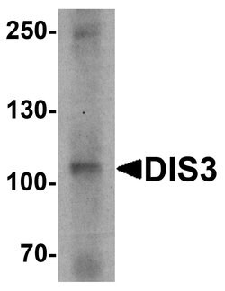 Invitrogen DIS3 Polyclonal Antibody 100 &mu;g; Unconjugated:Antibodies,