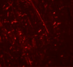 Invitrogen DDX41 Polyclonal Antibody 100 &mu;g; Unconjugated:Antibodies,