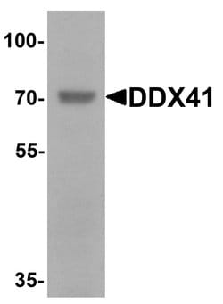 Invitrogen DDX41 Polyclonal Antibody 100 &mu;g; Unconjugated:Antibodies,