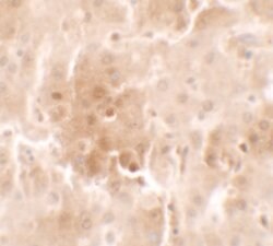 RNF20 Polyclonal Antibody, Invitrogen 100 &mu;g; Unconjugated:Antibodies,