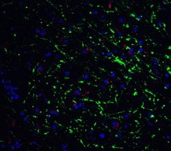 Invitrogen GABARAP Polyclonal Antibody 100 &mu;g; Unconjugated:Antibodies,